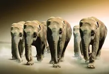 fantasy art artwork elephants wild 2560x1600 wallpaper Art HD Wallpaper